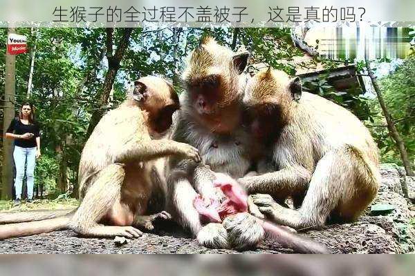 生猴子的全过程不盖被子,这是真的吗?