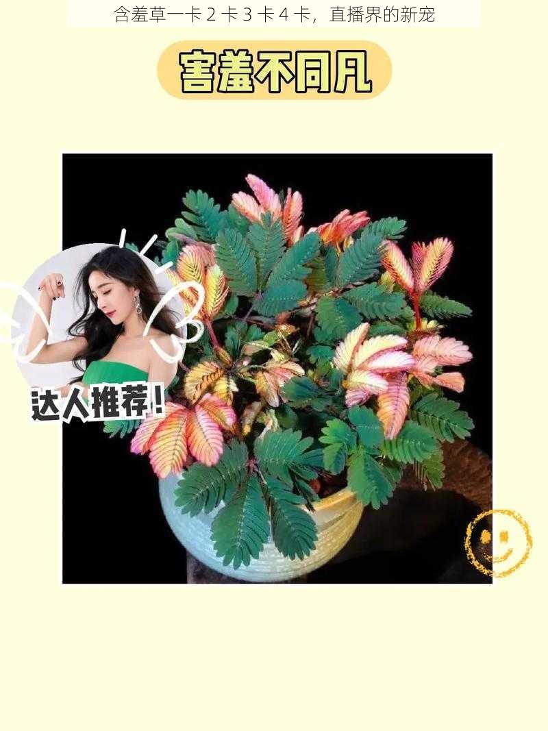 含羞草一卡 2 卡 3 卡 4 卡,直播界的新宠