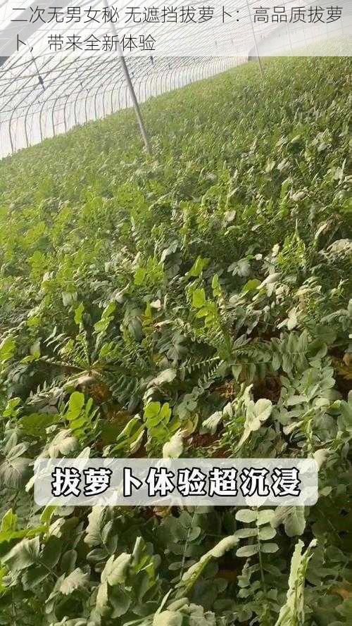 二次无男女秘 无遮挡拔萝卜:高品质拔萝卜,带来全新体验