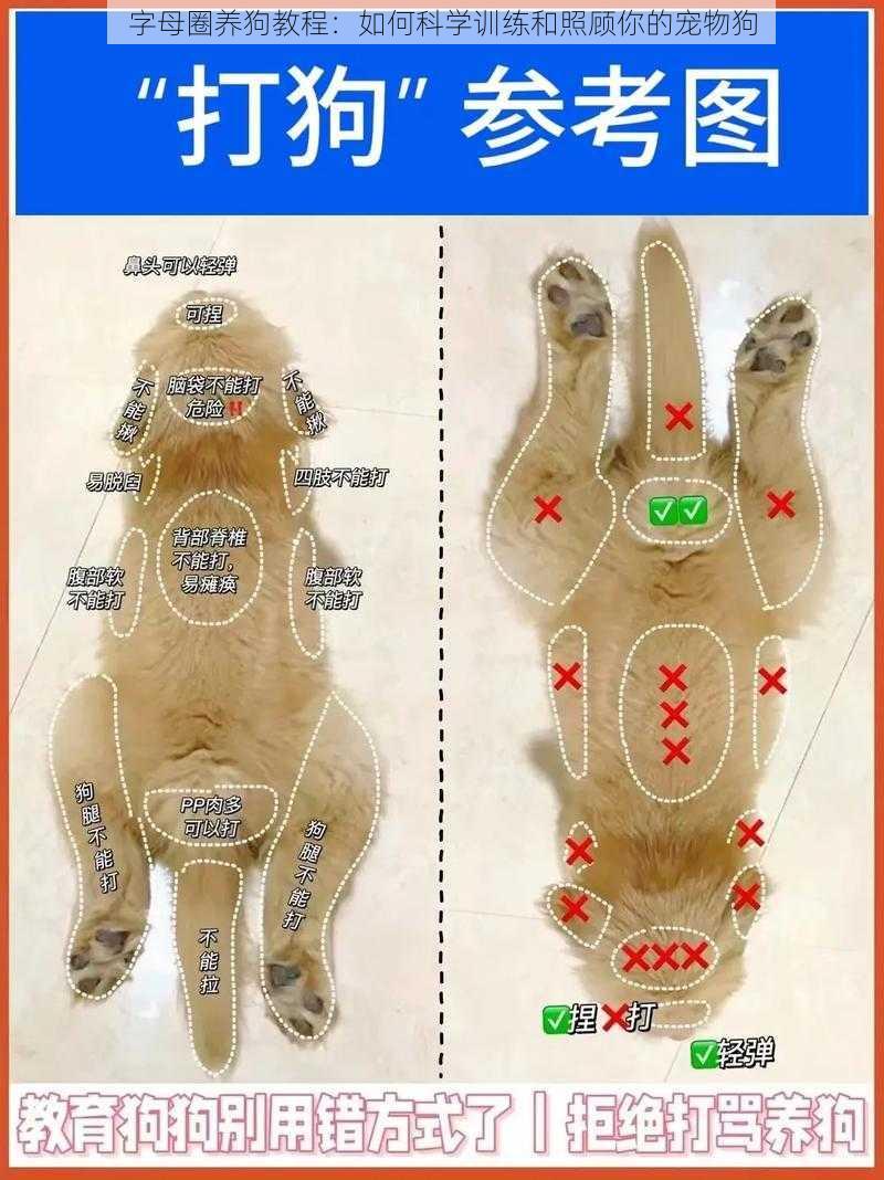 字母圈养狗教程:如何科学训练和照顾你的宠物狗