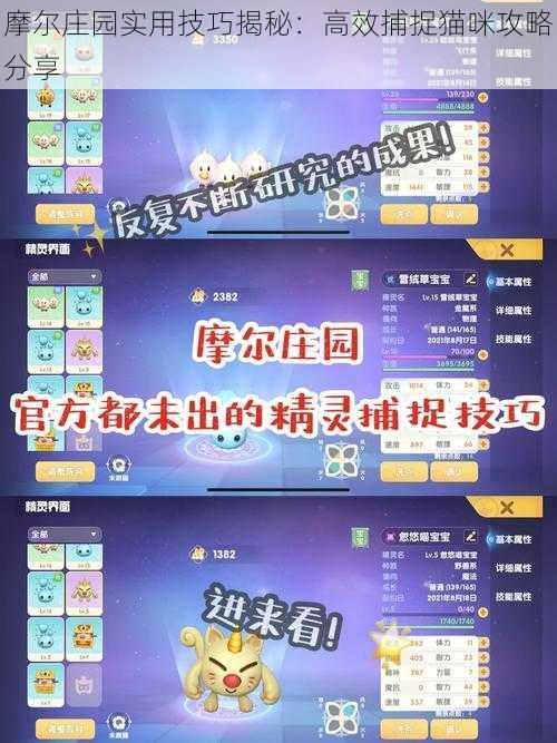 摩尔庄园实用技巧揭秘:高效捕捉猫咪攻略分享