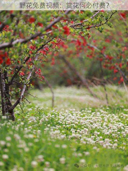 野花免费视频:赏花何必付费?