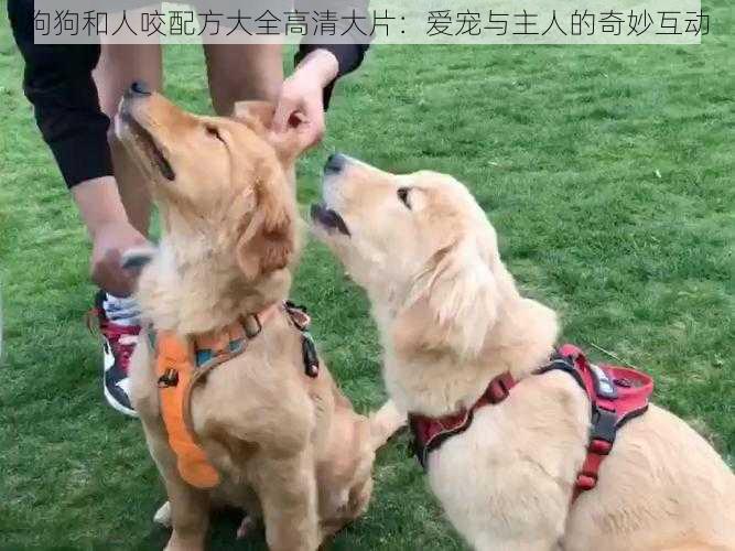 狗狗和人咬配方大全高清大片:爱宠与主人的奇妙互动