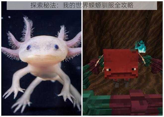 探索秘法:我的世界蝾螈驯服全攻略