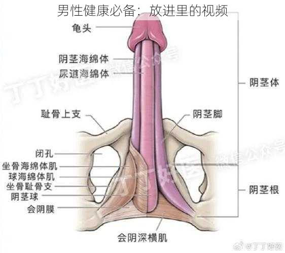 男性健康必备:放进里的视频