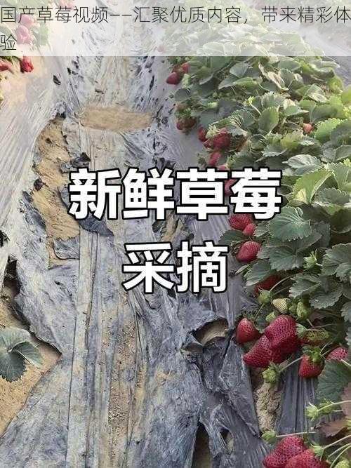 国产草莓视频——汇聚优质内容,带来精彩体验