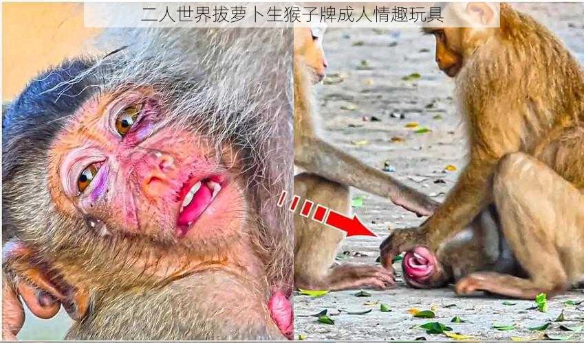 二人世界拔萝卜生猴子牌成人情趣玩具