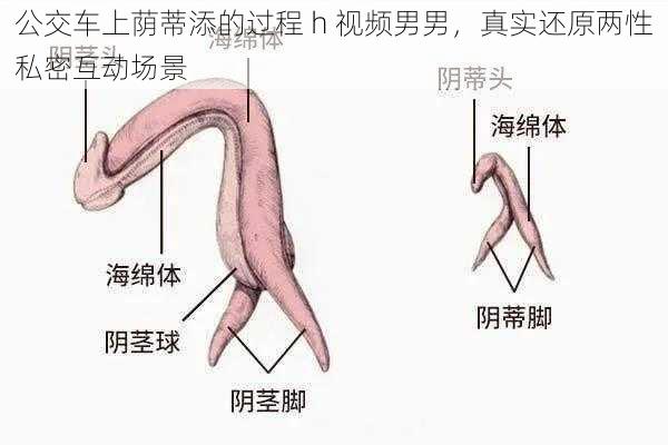 公交车上荫蒂添的过程 h 视频男男,真实还原两性私密互动场景
