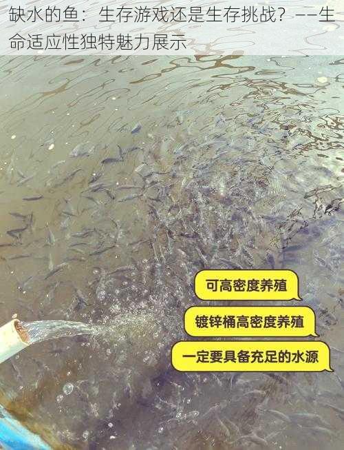 缺水的鱼:生存游戏还是生存挑战?——生命适应性独特魅力展示