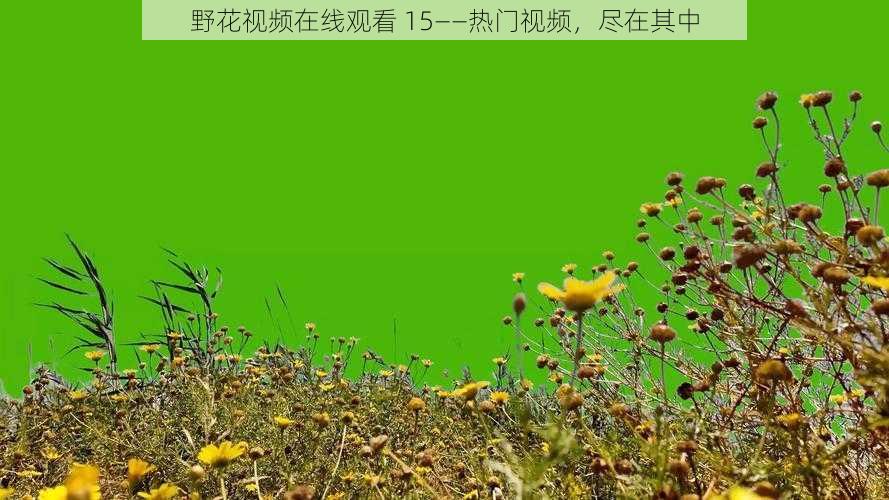 野花视频在线观看 15——热门视频,尽在其中