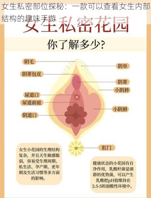 女生私密部位探秘:一款可以查看女生内部结构的趣味手游