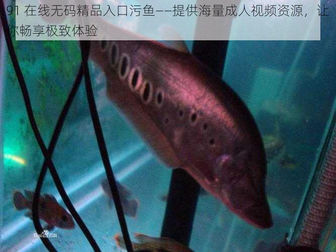 91 在线无码精品入口污鱼——提供海量成人视频资源,让你畅享极致体验