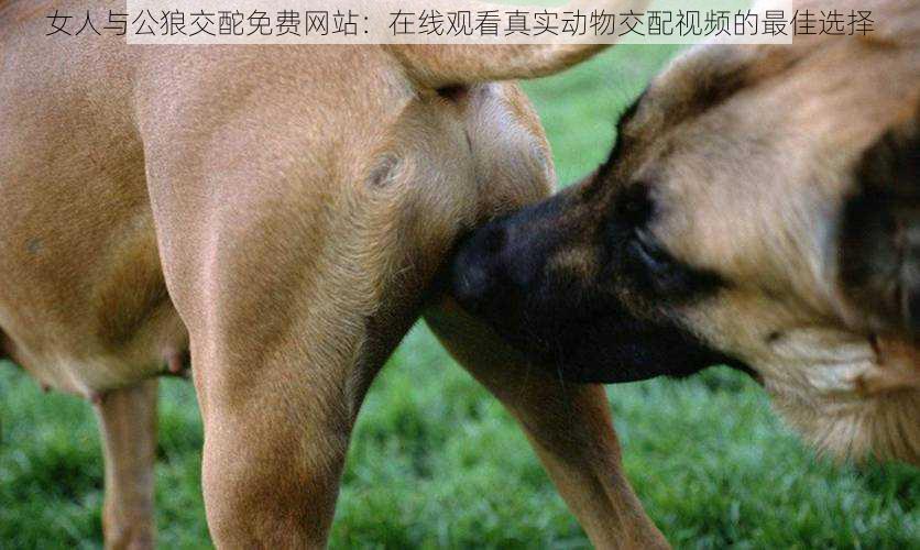 女人与公狼交酡免费网站:在线观看真实动物交配视频的最佳选择