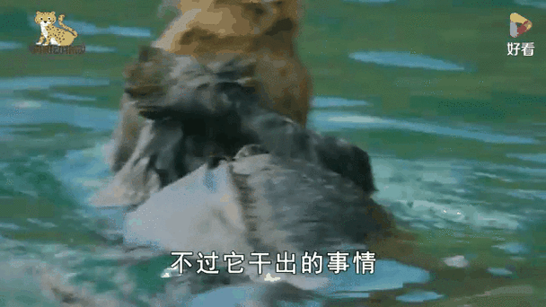 水獭来信揭秘动物餐厅新动态:小狐狸日记的获取之旅启动