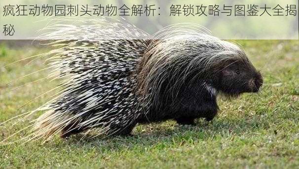 疯狂动物园刺头动物全解析:解锁攻略与图鉴大全揭秘