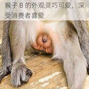 猴子 B 的外观灵巧可爱,深受消费者喜爱