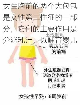 女生胸前的两个大包包是女性第二性征的一部分,它们的主要作用是分泌乳汁,以哺育婴儿