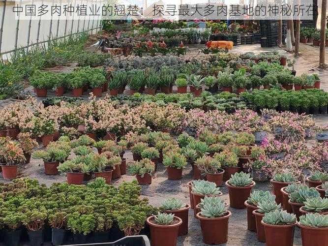 中国多肉种植业的翘楚:探寻最大多肉基地的神秘所在