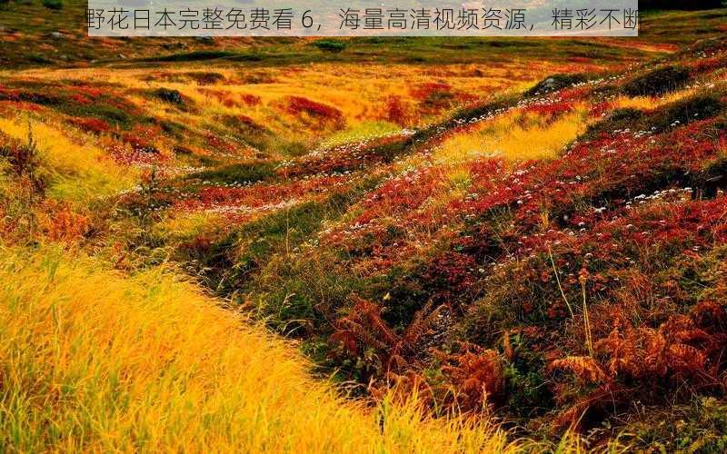 野花日本完整免费看 6,海量高清视频资源,精彩不断
