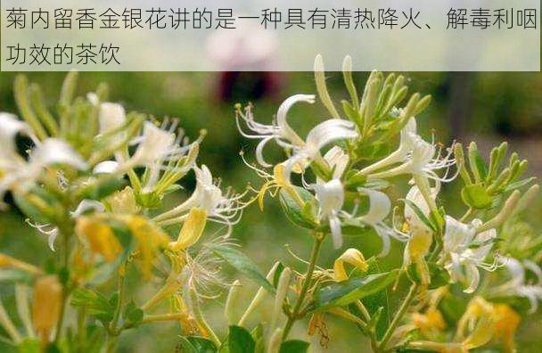 菊内留香金银花讲的是一种具有清热降火、解毒利咽功效的茶饮