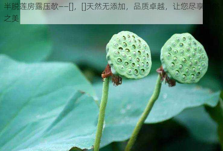 半脱莲房露压欹——[]，[]天然无添加，品质卓越，让您尽享自然之美