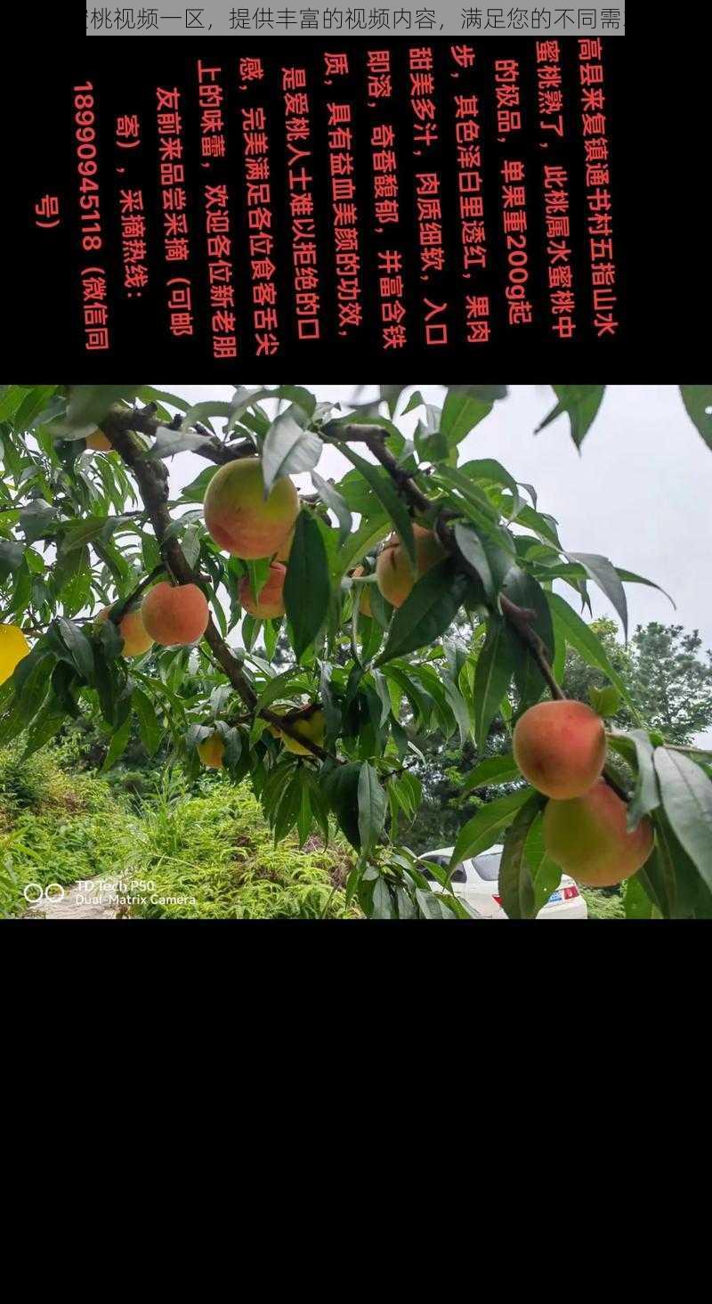 蜜桃视频一区,提供丰富的视频内容,满足您的不同需求