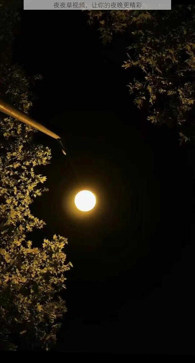 夜夜草视频,让你的夜晚更精彩