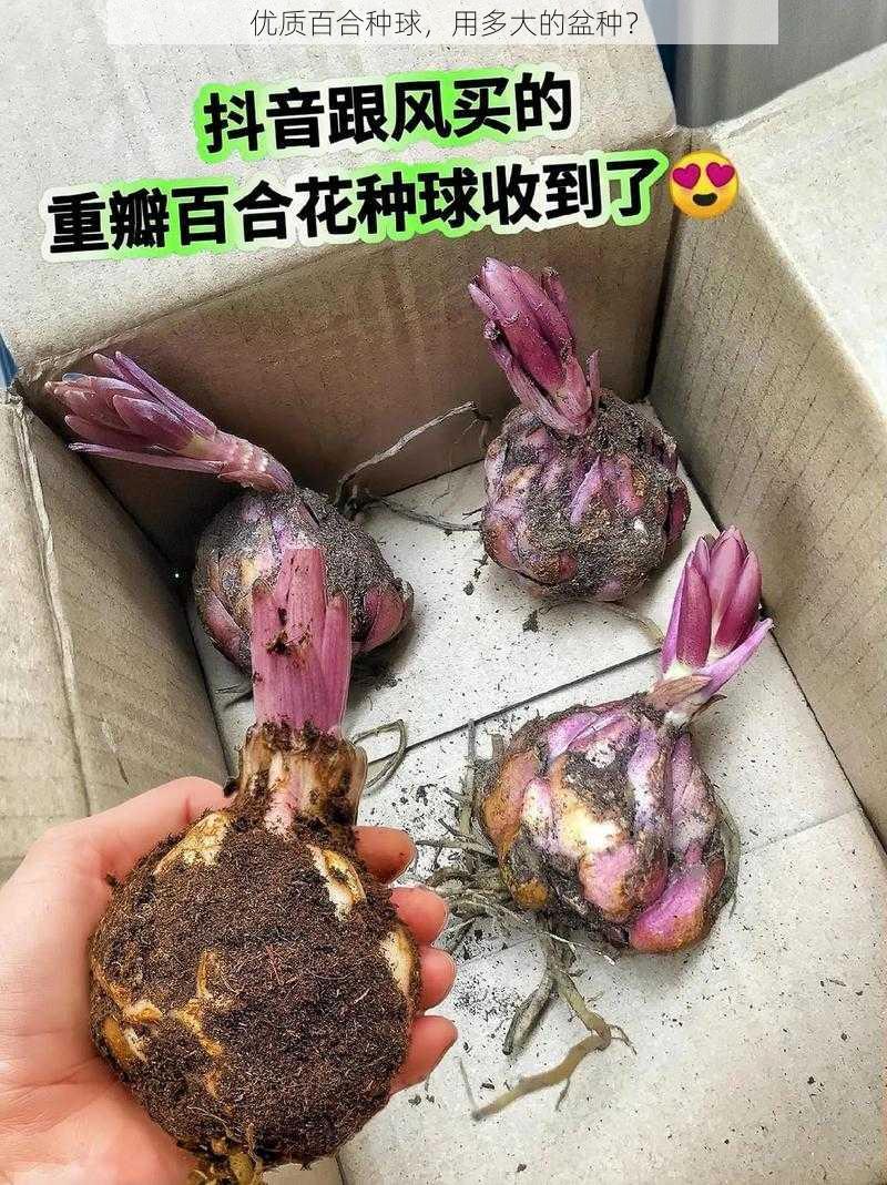 优质百合种球,用多大的盆种?