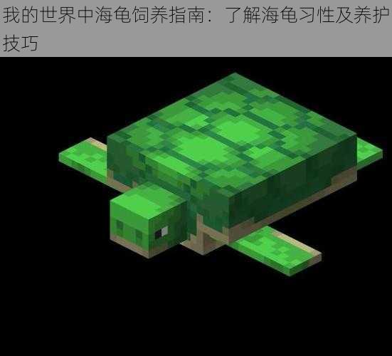 我的世界中海龟饲养指南:了解海龟习性及养护技巧