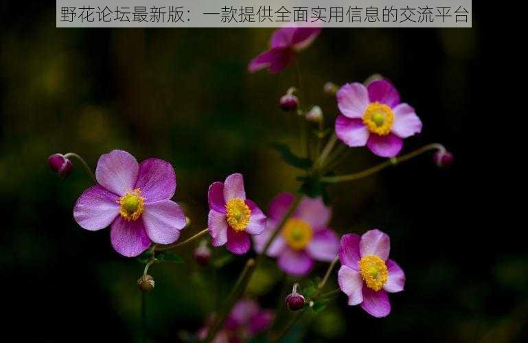 野花论坛最新版:一款提供全面实用信息的交流平台