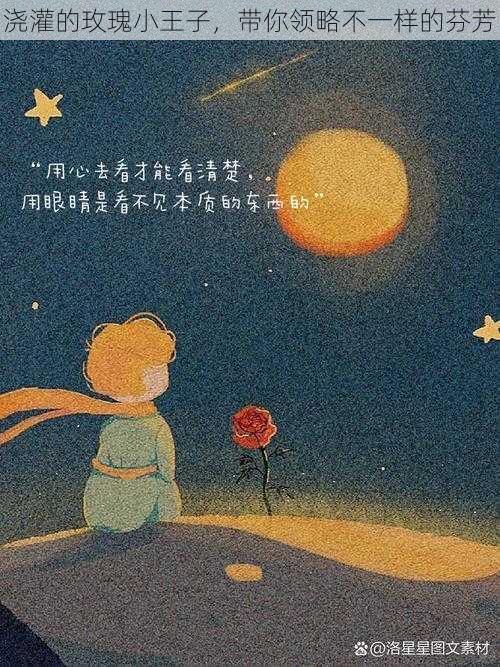 浇灌的玫瑰小王子,带你领略不一样的芬芳