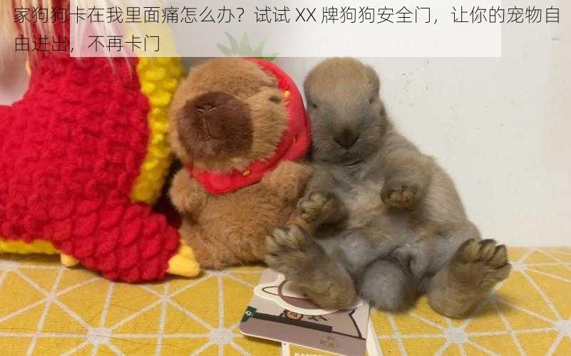 家狗狗卡在我里面痛怎么办?试试 XX 牌狗狗安全门,让你的宠物自由进出,不再卡门