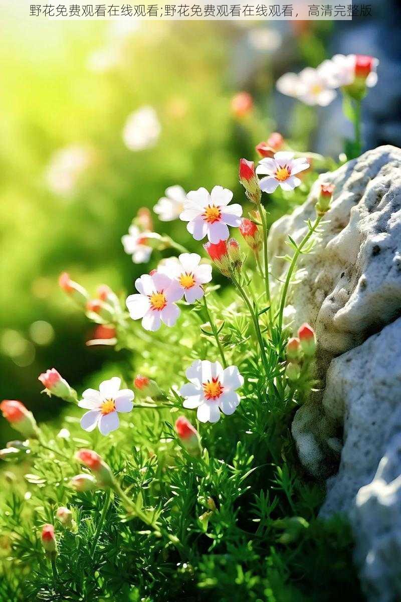 野花免费观看在线观看;野花免费观看在线观看,高清完整版