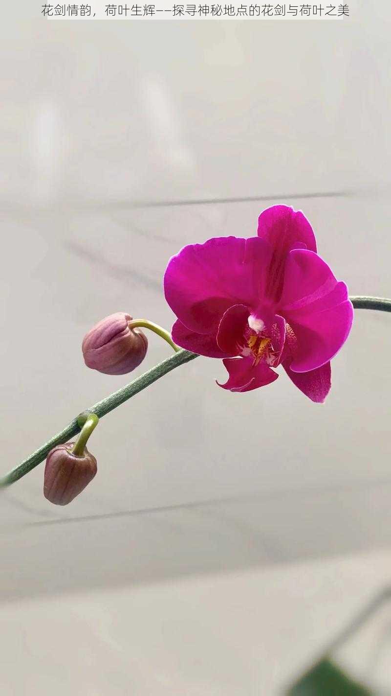 花剑情韵,荷叶生辉——探寻神秘地点的花剑与荷叶之美