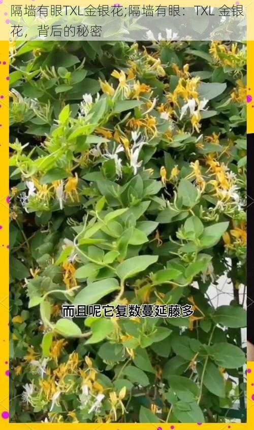 隔墙有眼TXL金银花;隔墙有眼:TXL 金银花,背后的秘密