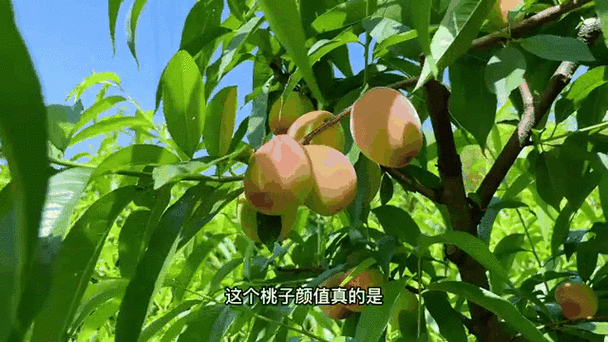 阴暗潮湿的女孩桃子移值,阴暗潮湿的女孩桃子移植:探寻生命的奇迹