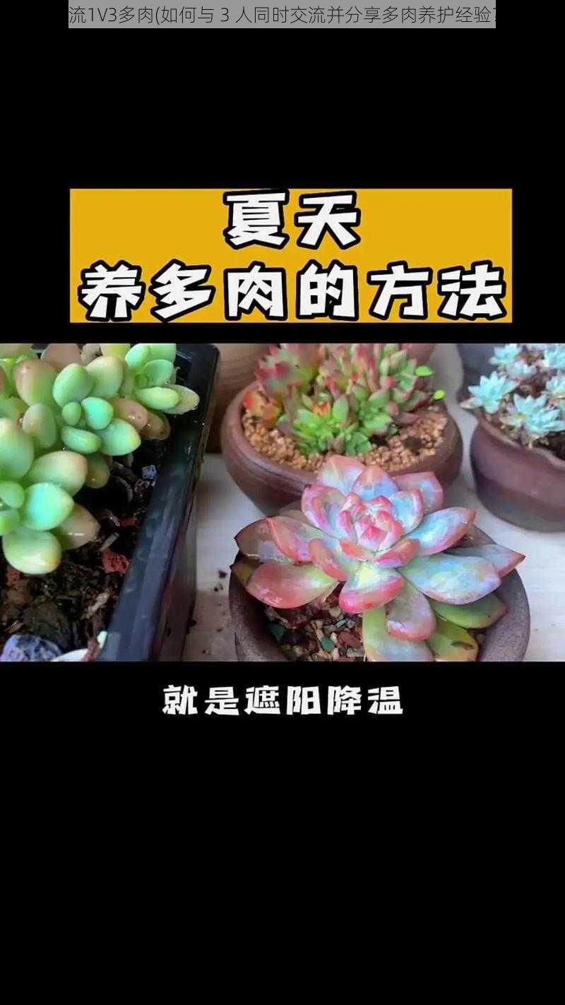 交流1V3多肉(如何与 3 人同时交流并分享多肉养护经验?)