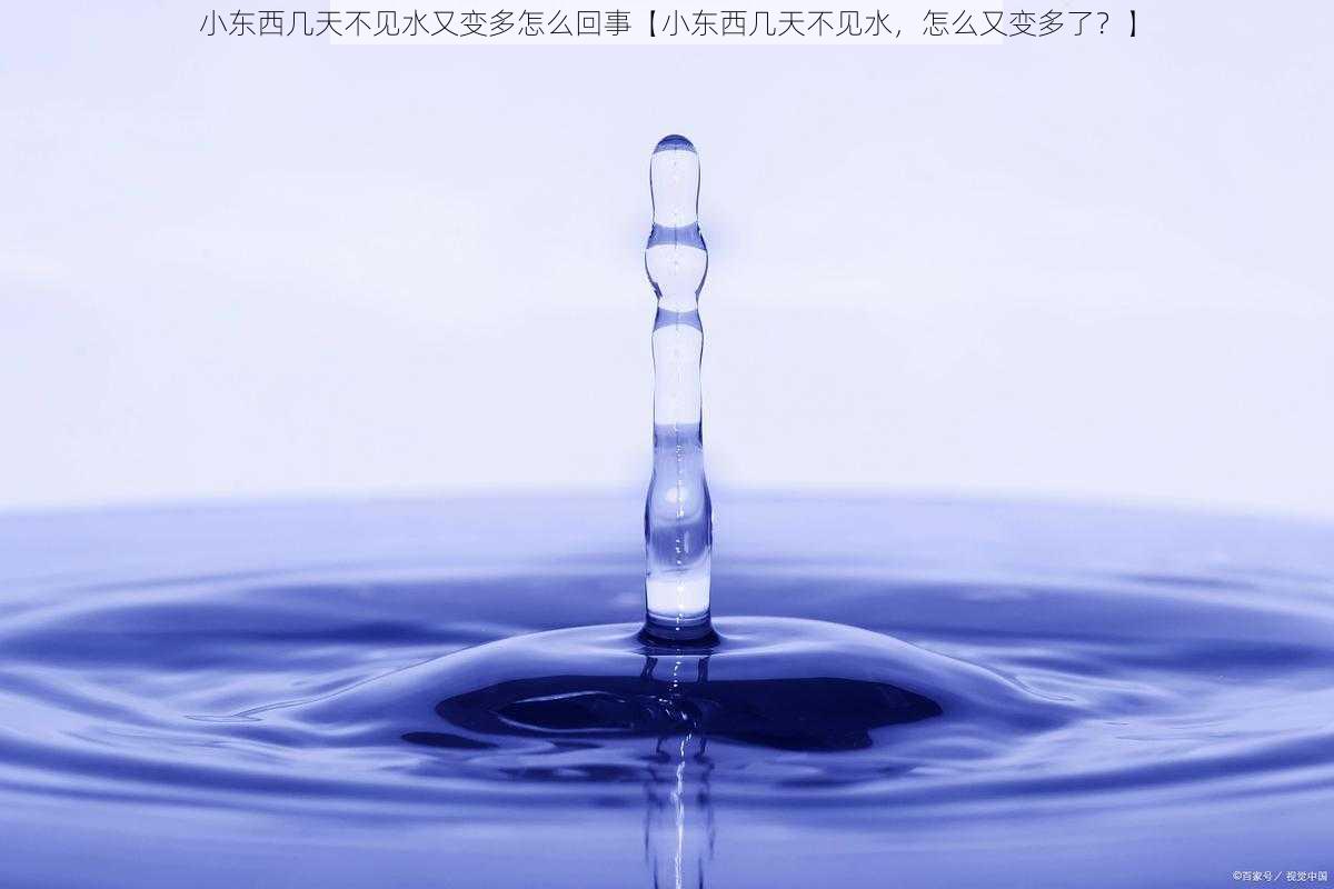 小东西几天不见水又变多怎么回事【小东西几天不见水,怎么又变多了?】