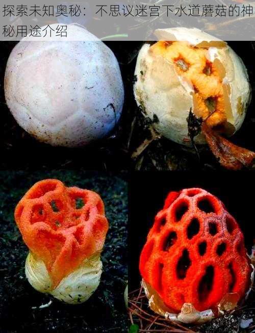 探索未知奥秘:不思议迷宫下水道蘑菇的神秘用途介绍
