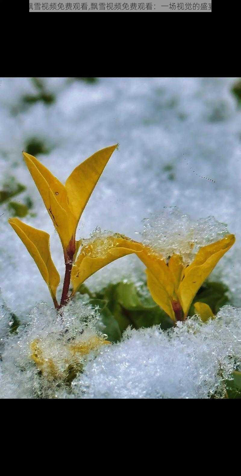 飘雪视频免费观看,飘雪视频免费观看:一场视觉的盛宴