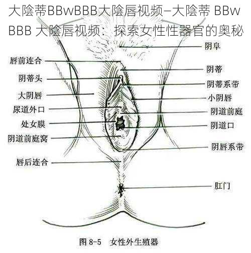 大陰蒂BBwBBB大陰唇视频—大陰蒂 BBwBBB 大陰唇视频:探索女性性器官的奥秘