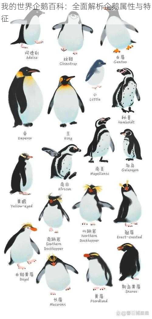 我的世界企鹅百科:全面解析企鹅属性与特征