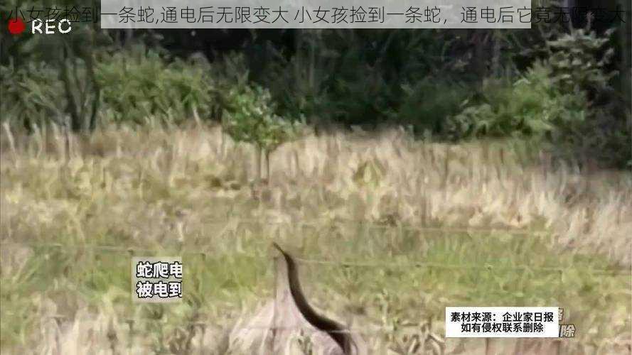 小女孩捡到一条蛇,通电后无限变大 小女孩捡到一条蛇,通电后它竟无限变大