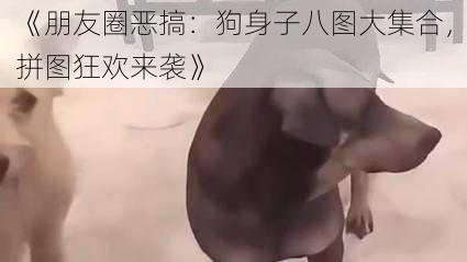 《朋友圈恶搞:狗身子八图大集合,拼图狂欢来袭》