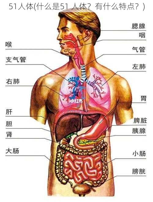 51人体(什么是51 人体?有什么特点?)