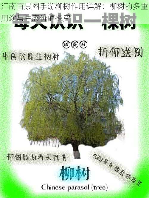 江南百景图手游柳树作用详解:柳树的多重用途与生态价值探究