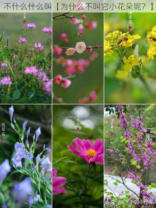 不什么什么叫【为什么不叫它小花朵呢?】
