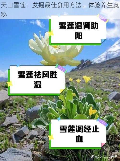 天山雪莲:发掘最佳食用方法,体验养生奥秘